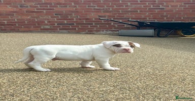 Olde English Bulldogge dogs - Advert 13