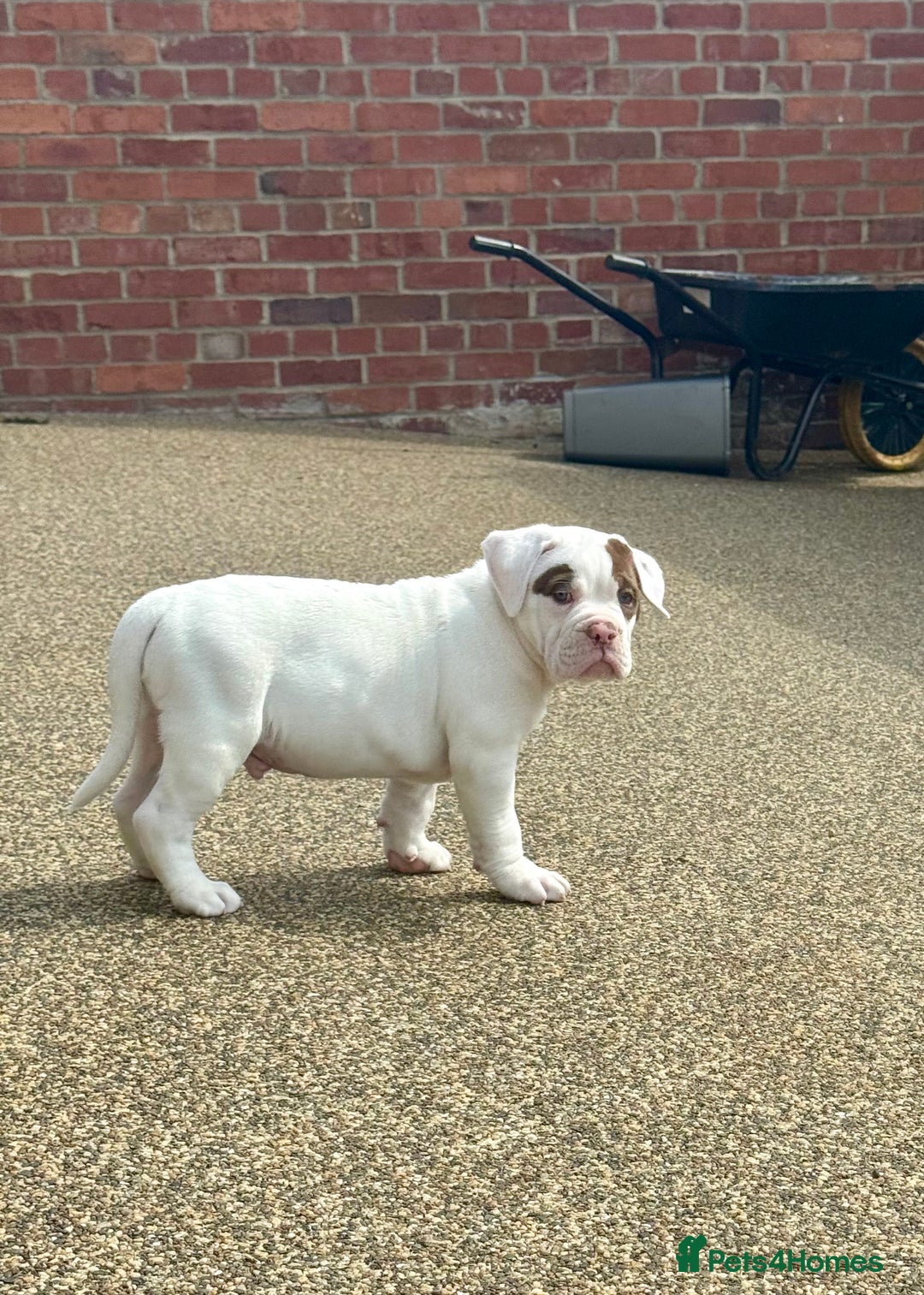 Olde English Bulldogge dogs for sale: Olde English Bulldogge Puppy Ready To Go - Image 3