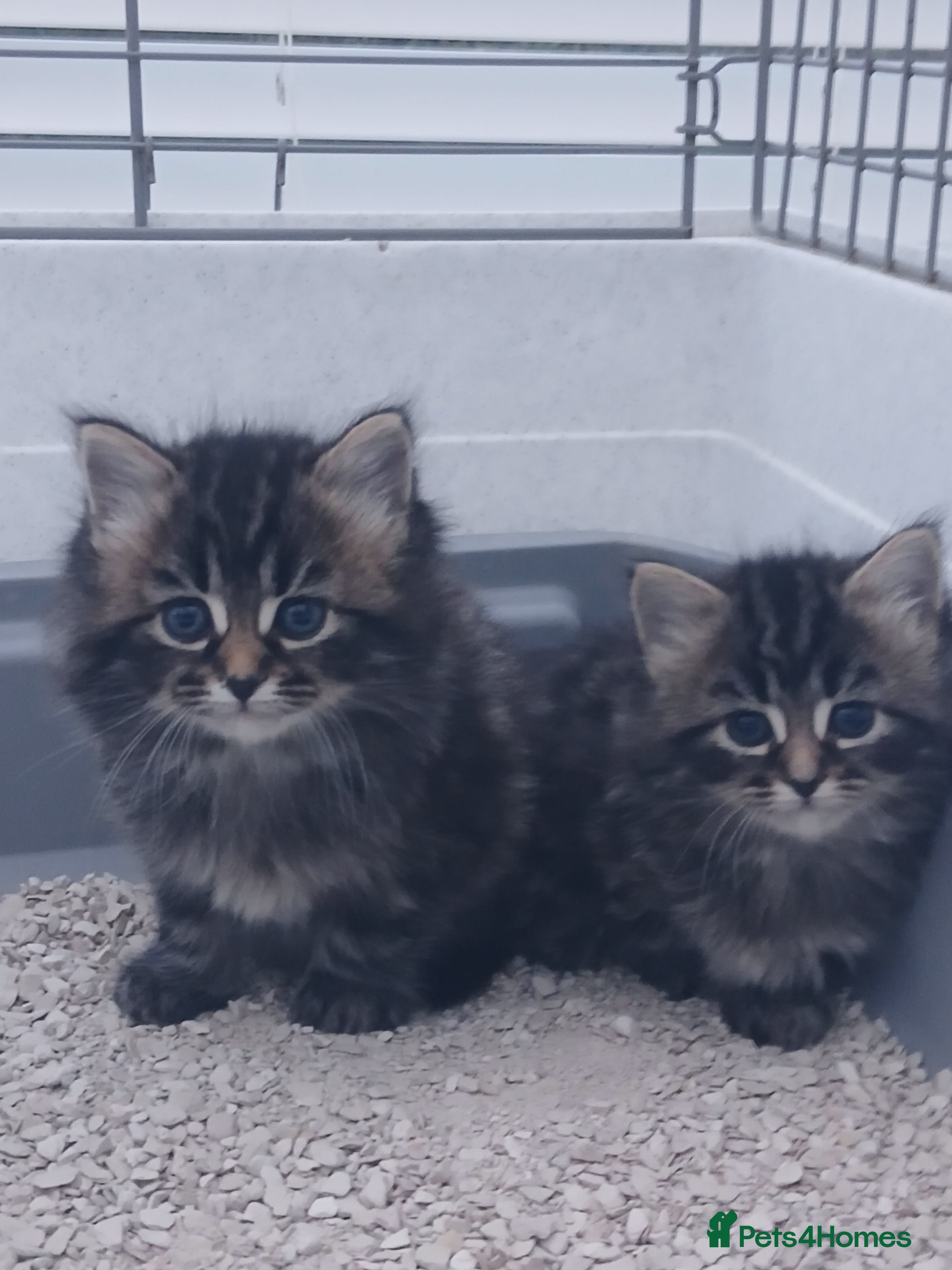 Oriental cats Maine coon xxx - Advert 2