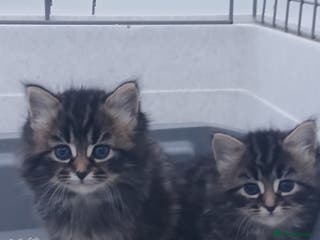 Oriental cats Maine coon xxx - Advert 1