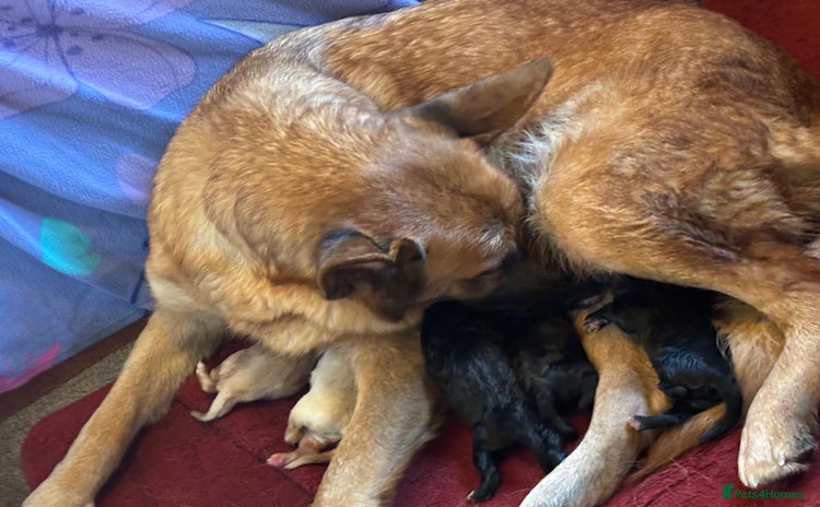 Mixed Breed dogs GSD x Lab  - Advert 1