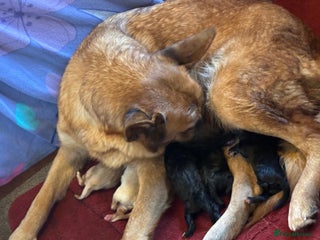 Mixed Breed dogs GSD x Lab - Advert 4