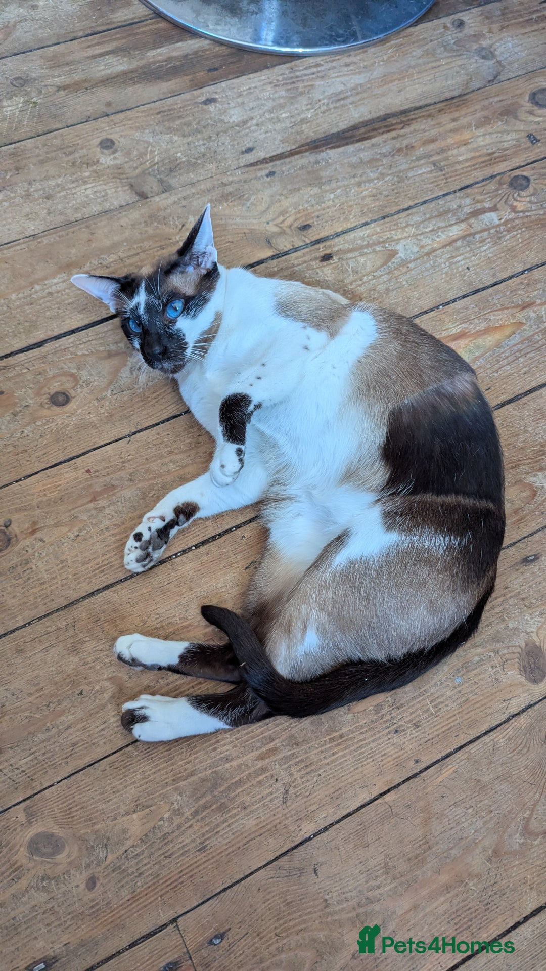 Oriental cats for sale: Blue Eyed Millie 3yr Old Oriental Shorthair Girl - Advert 20
