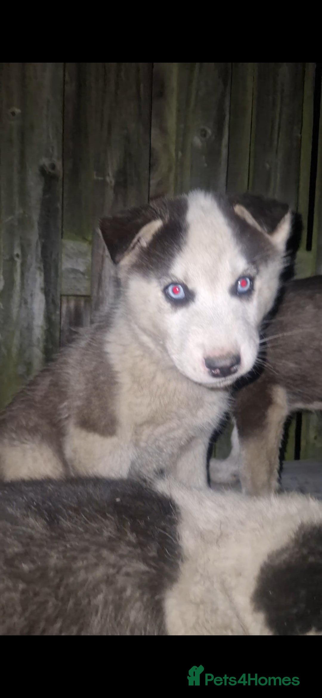 Siberian Husky dogs for sale: Husky puppy's  - Advert 6