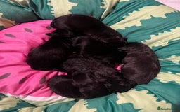 Mixed Breed dogs for sale: F1 whippet x bedlington  - Image 2