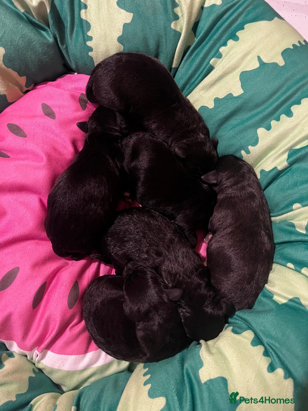 Mixed Breed dogs for sale: F1 whippet x bedlington  - Image 2