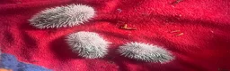 Pygmy Hedgehog rodents for sale: African Pygmy hedgehogs  - Advert 2