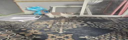 British Shorthair cats for sale:  british shorthairs ready now 2 boy 1 gril - Advert 5