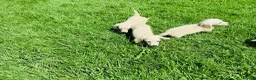 Miniature Dachshund dogs for sale: Cream/blonde long hair kc reg miniature dachshund  - Advert 17