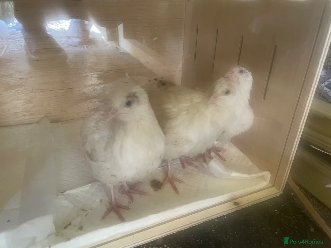 Quail poultry for sale: 7 WEEK OLD QUAIL MALES FREE TO - Advert 3
