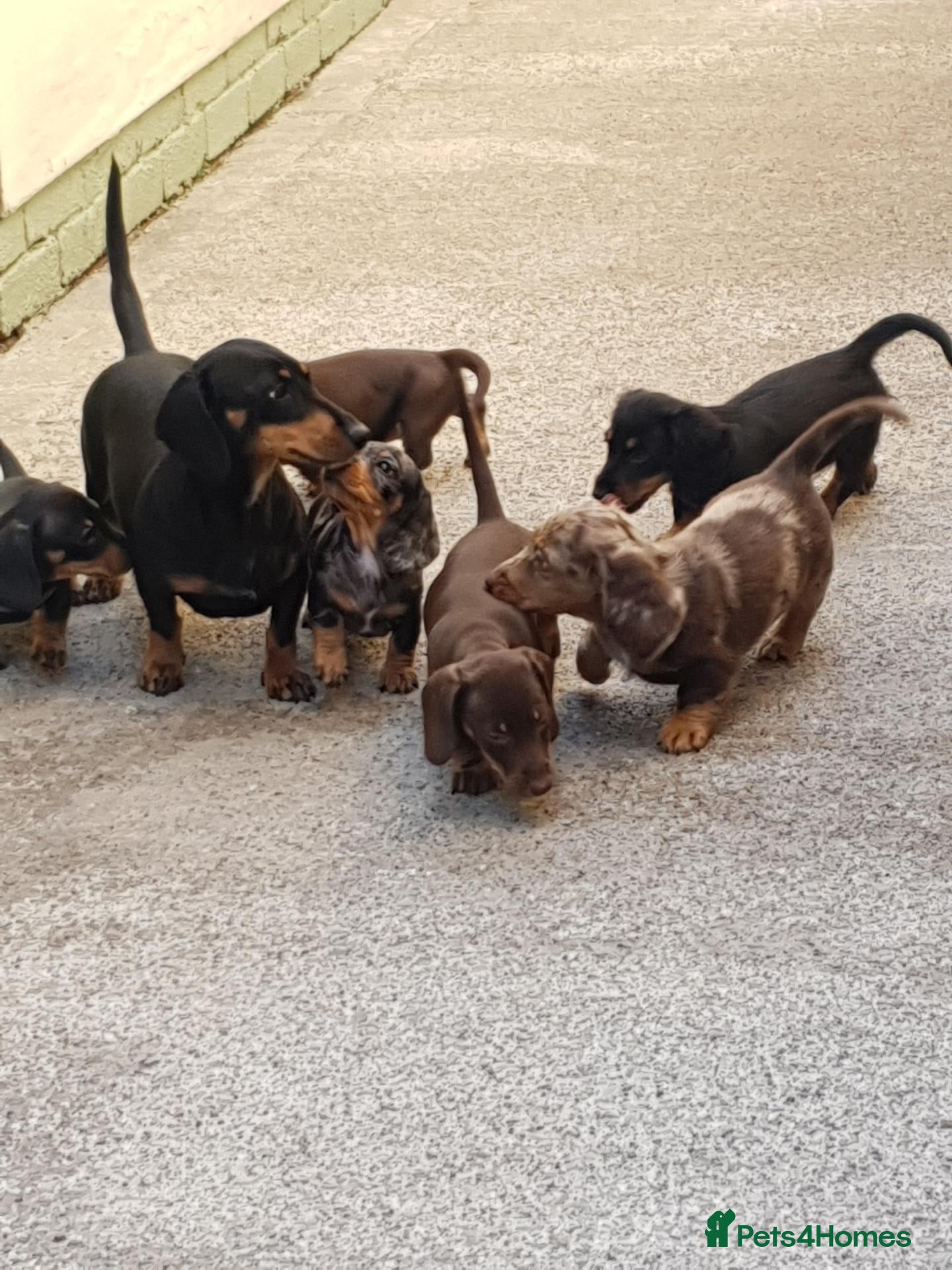 Dachshund dogs Last choc and tan mini  - Advert 3