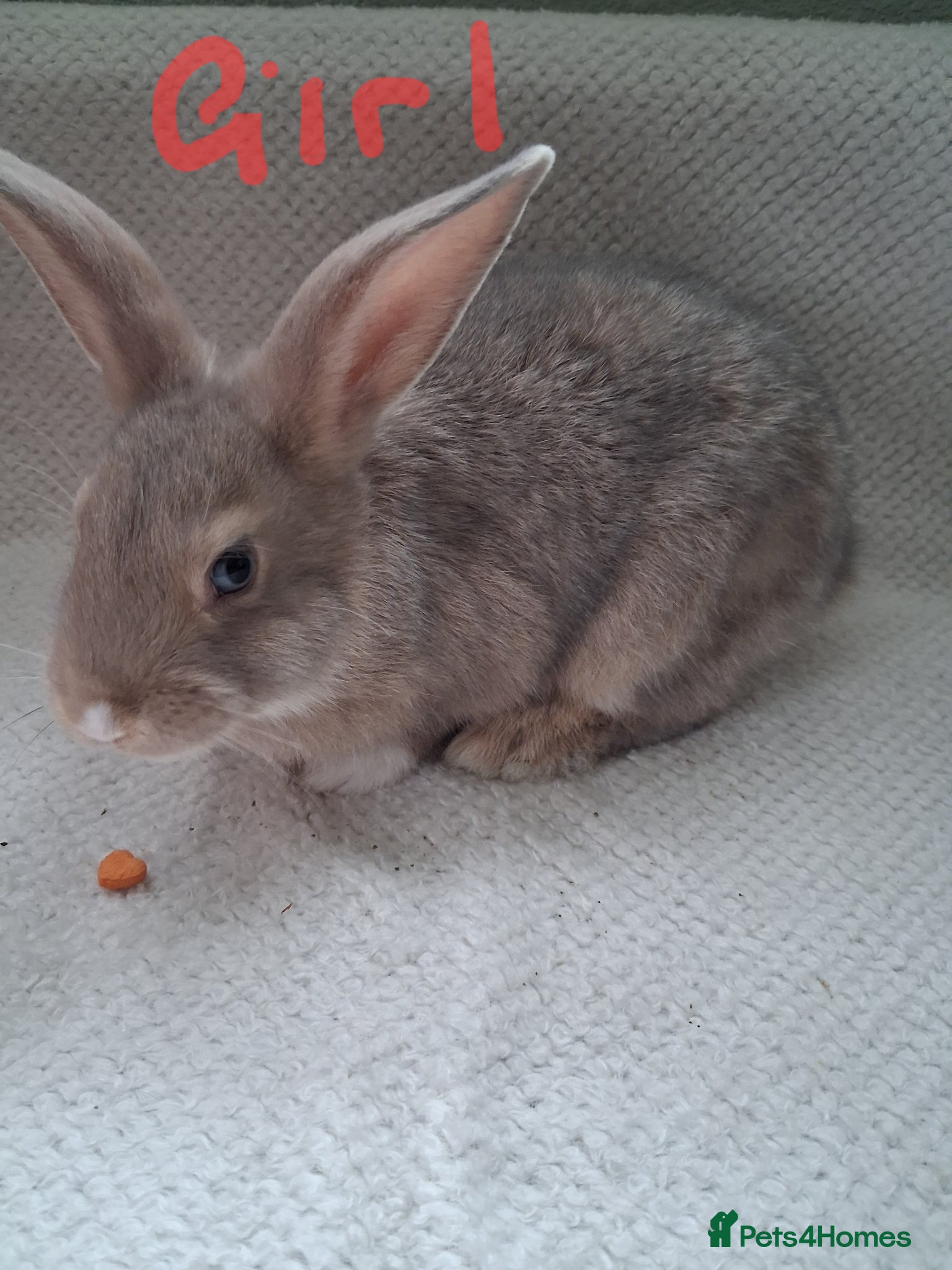 Rex rabbits Mini lop x rex 10 weeks kits  - Advert 8