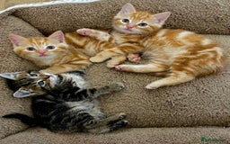 Mixed Breed cats for sale: GORGEOUS KITTENS  - Advert 6