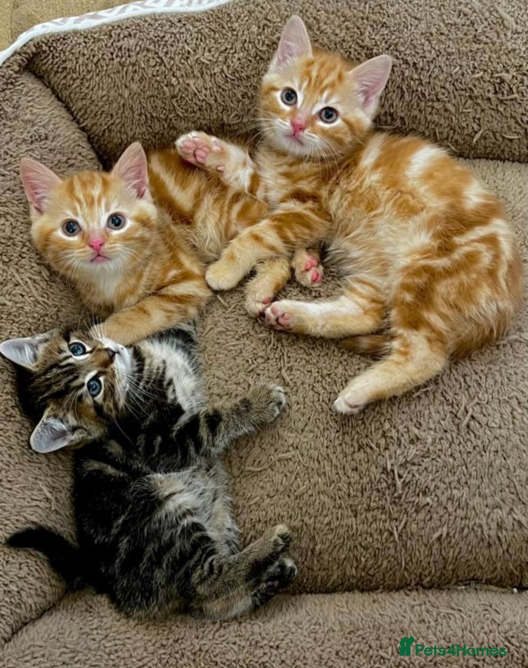 Mixed Breed cats for sale: GORGEOUS KITTENS  - Advert 6