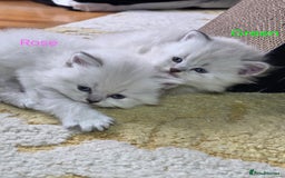 British Shorthair cats for sale: 🐾 4 Adorable British Shorthair Kittens Available! - Image 1