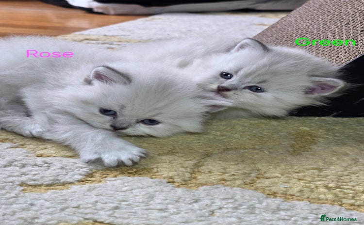 British Shorthair cats - Advert 2