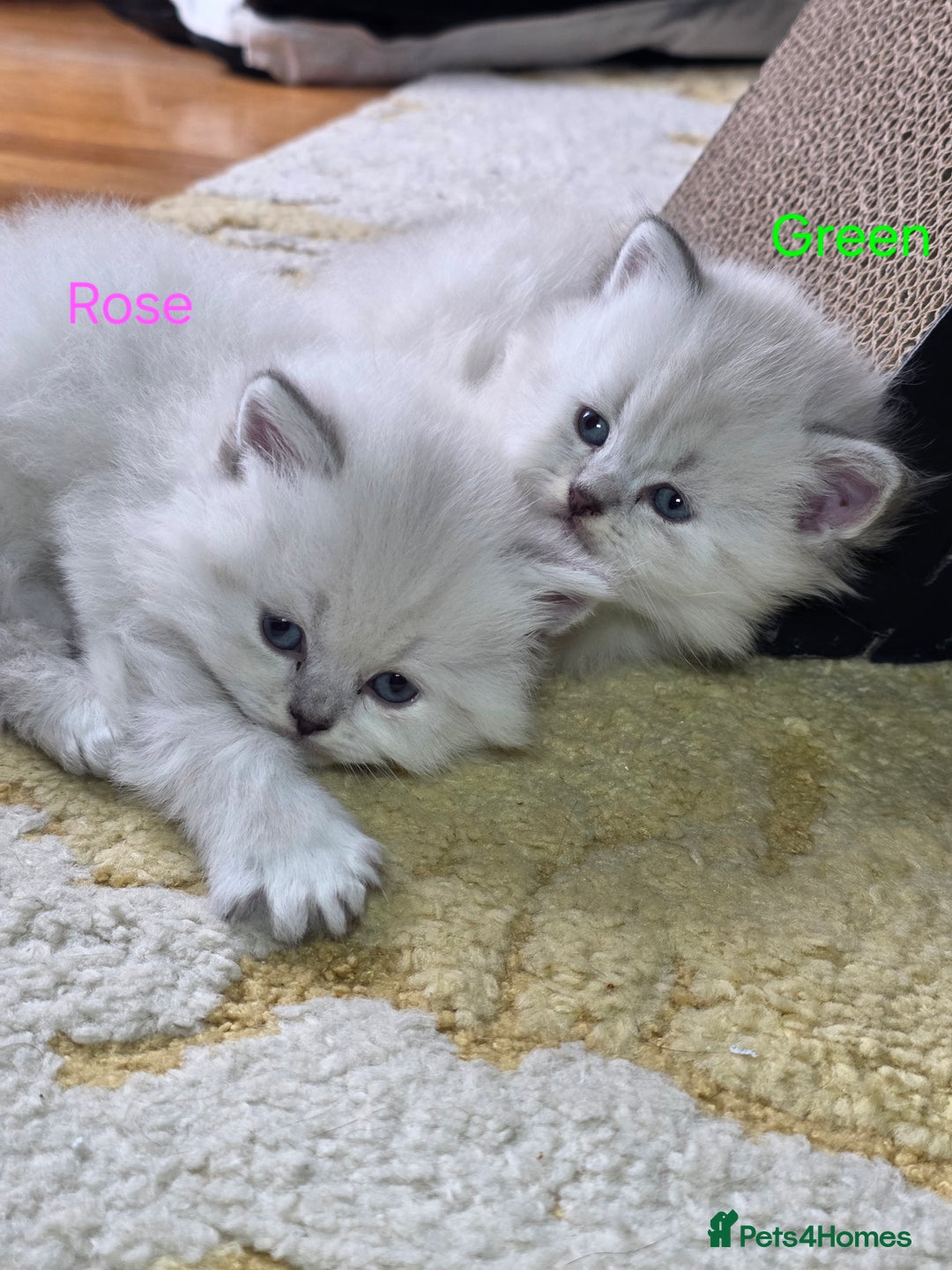 British Shorthair cats for sale: 🐾 4 Adorable British Shorthair Kittens Available! - Image 1
