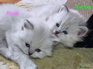British Shorthair cats - Advert 2