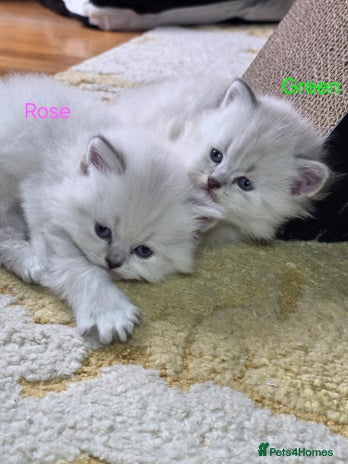 British Shorthair cats - Advert 3