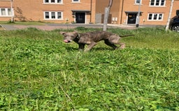 Lurcher dogs for sale: Collie Whippet grey x bull greyhound  - Image 14