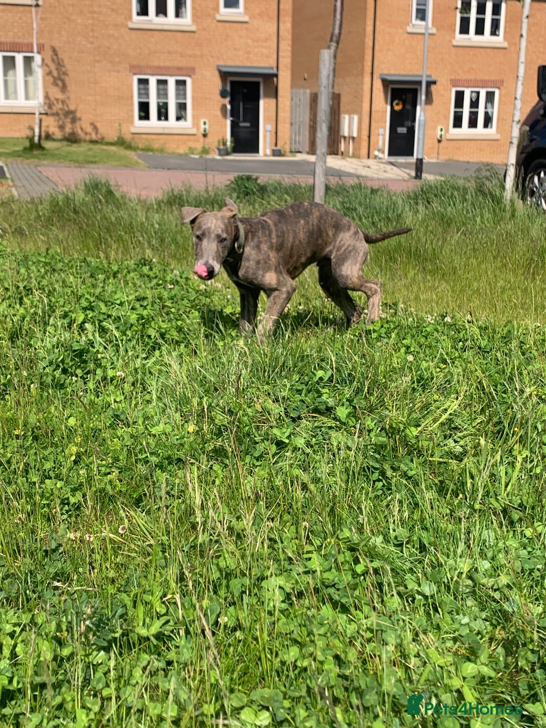Lurcher dogs for sale: Collie Whippet grey x bull greyhound  - Image 14