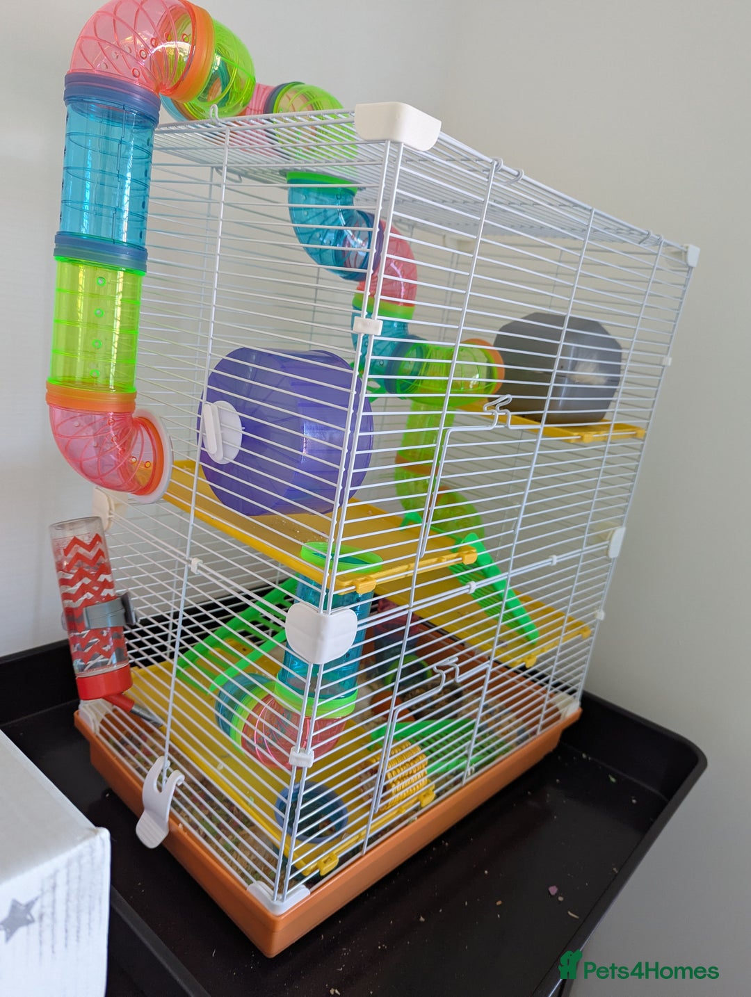 Hamster rodents for sale: Dwarf Hamster  - Image 8
