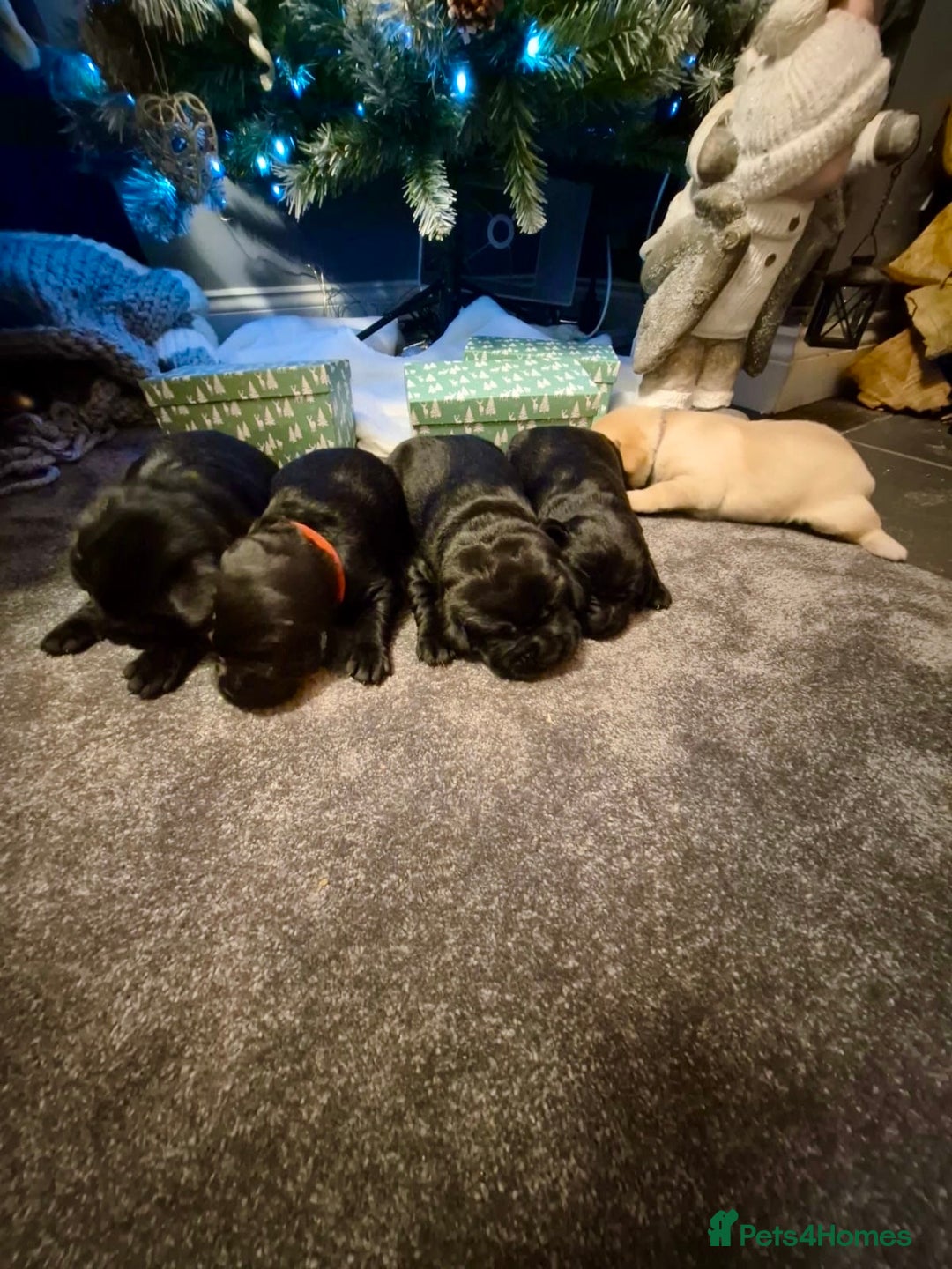 Labrador Retriever dogs for sale: Labrador puppies  - Advert 3