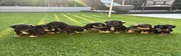 Miniature Schnauzer dogs for sale: KC pedigree miniature schnauzers - Advert 10