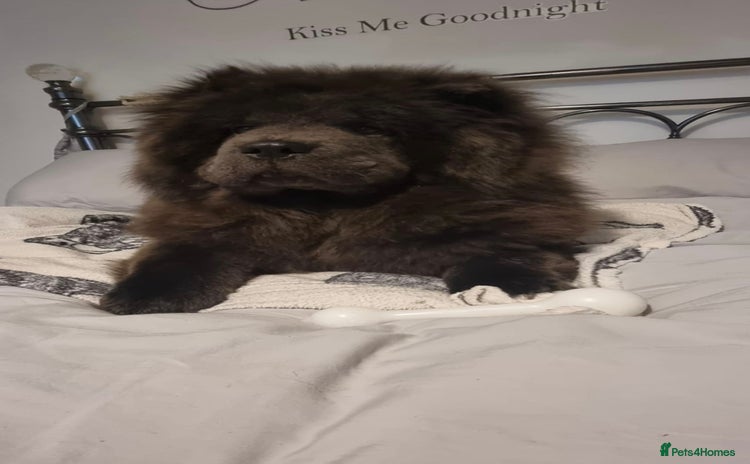Chow Chow dogs - Advert 11