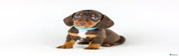 Miniature Dachshund dogs for sale: Short Haired miniature dachshund Puppy’s  - Advert 17