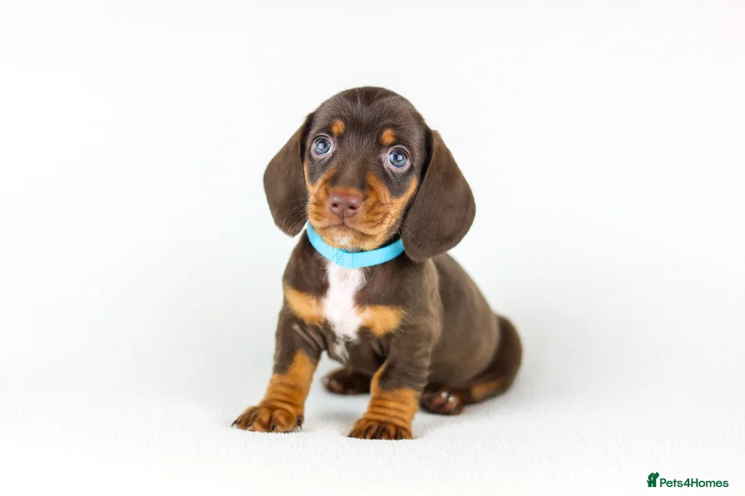 Miniature Dachshund dogs for sale: Short Haired miniature dachshund Puppy’s  - Advert 17