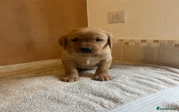 Labrador Retriever dogs for sale: Gorgeous Labrador Puppies - Image 3