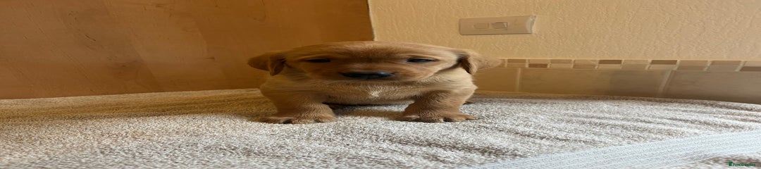 Labrador Retriever Puppy 2