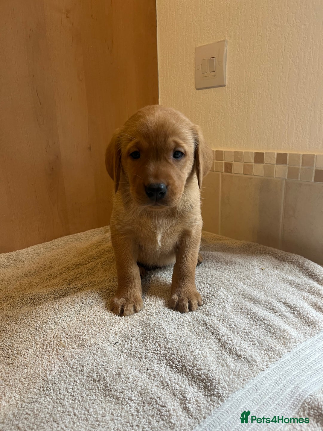 Labrador Retriever dogs for sale: Gorgeous Labrador Puppies - Image 3