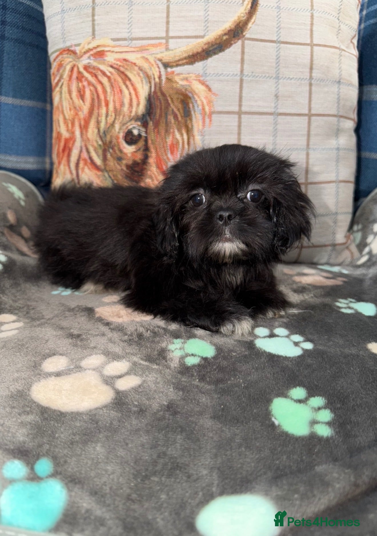 Shih Tzu dogs 💖💙Stunning Black Shih Tzu Puppies💙💖 - Advert 1