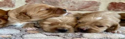 Cavapoo dogs for sale: F1 cavapoos  - Advert 5