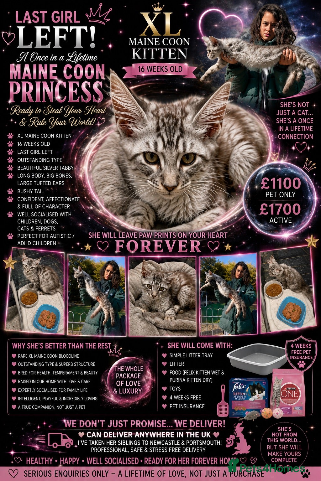Maine Coon cats Reduced  XL Stunning Silver Maine Coon Kitten TICA - Advert 3