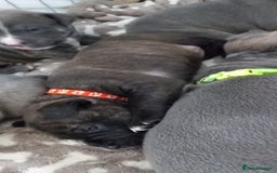 Staffordshire Bull Terrier dogs for sale: Brindle staffy pups  - Image 4