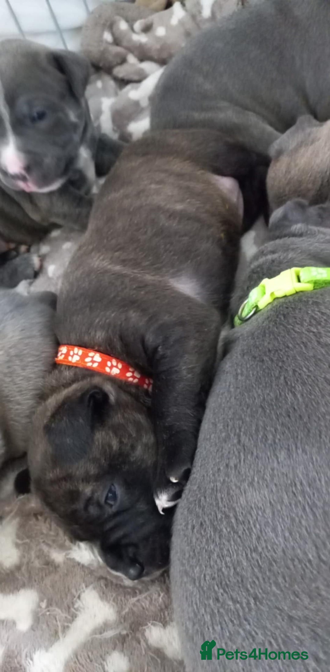 Staffordshire Bull Terrier dogs for sale: Brindle staffy pups  - Image 4