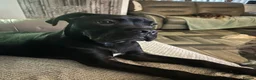 Cane Corso dogs for sale: Male cane corso - Advert 1