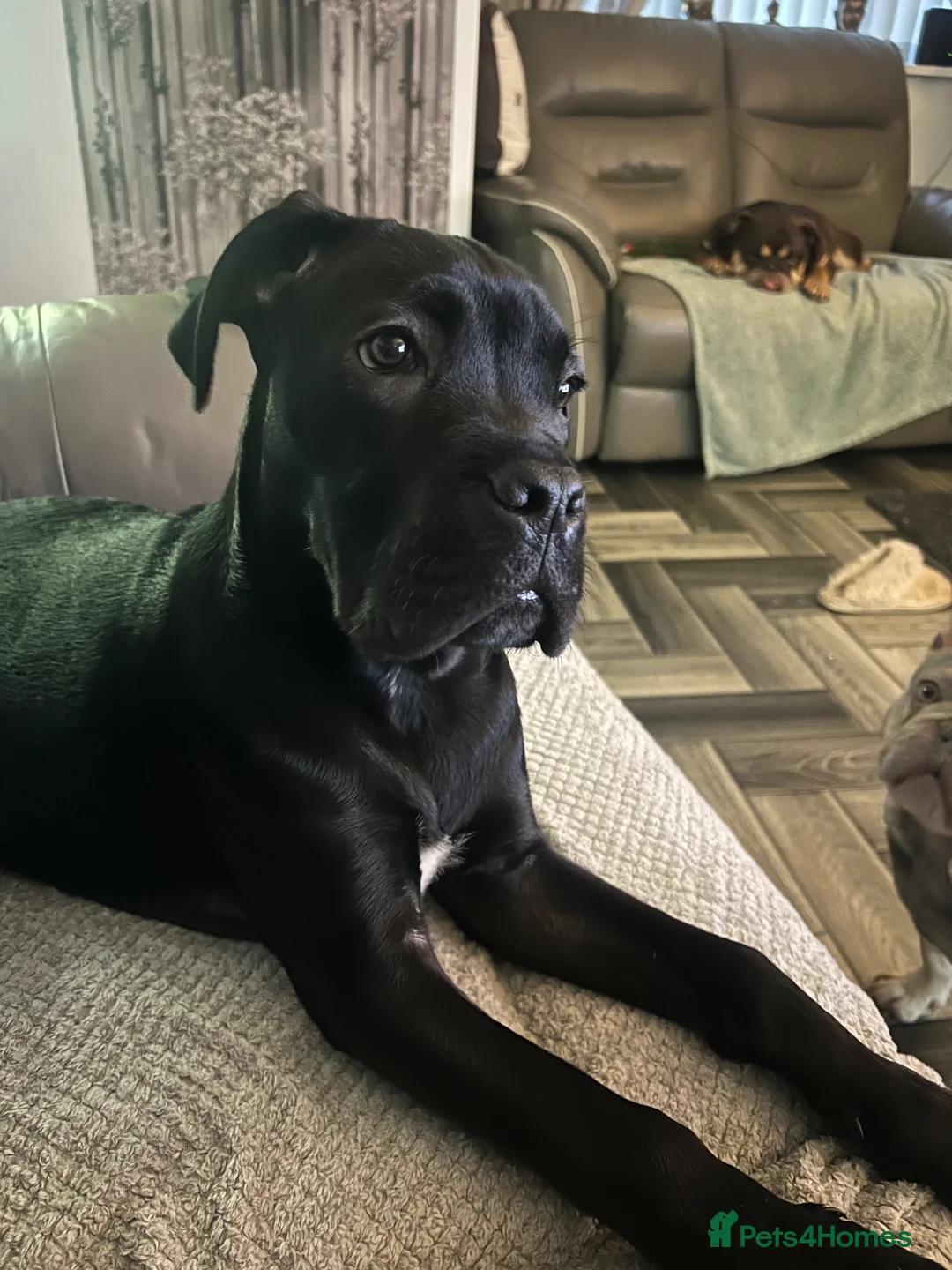 Cane Corso dogs for sale: Male cane corso - Advert 1