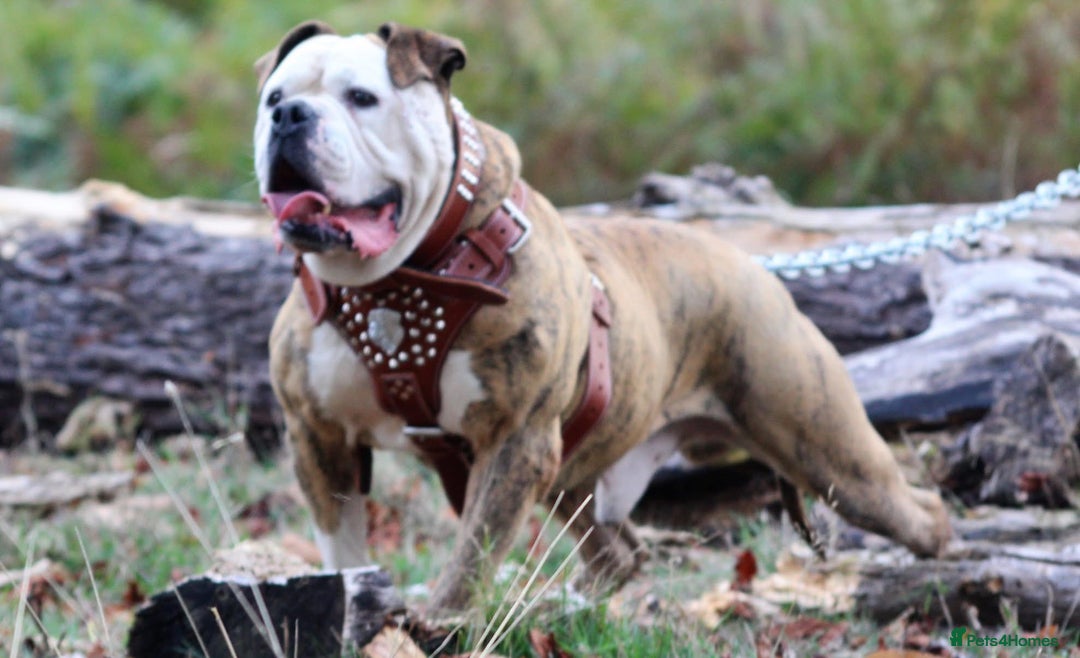 Alapaha Blue Blood Bulldog dogs for sale: SUPERB PICK OF LITTER PUP 5***** - Advert 30