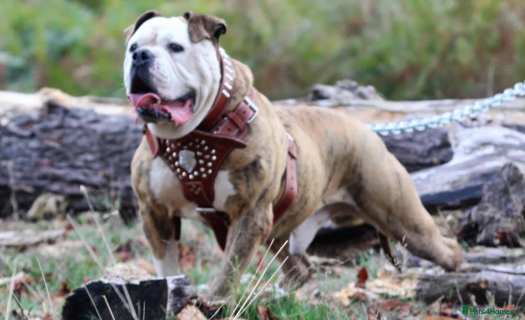 Alapaha Blue Blood Bulldog dogs for sale: SUPERB PICK OF LITTER PUP 5***** - Advert 28