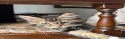 Maine Coon cats for sale: LARGE MAINE COON KITTENS *2Left* - Advert 7