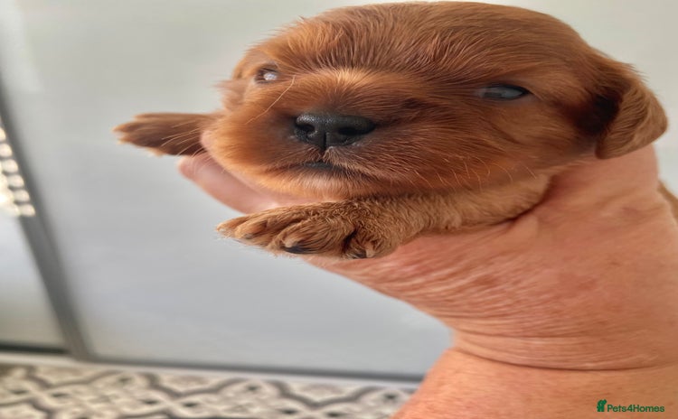 Cavalier King Charles Spaniel dogs - Advert 2
