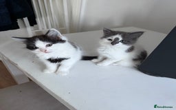 Mixed Breed cats for sale: Adorable Fluffy Kittens Looking for a Loving Home - Image 3