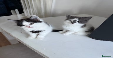 Mixed Breed cats - Advert 3