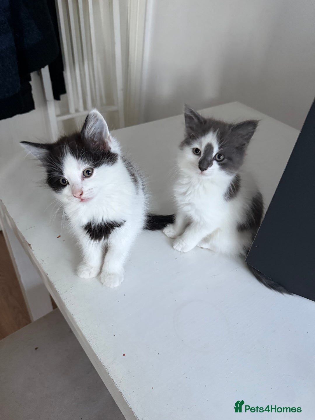 Mixed Breed cats for sale: Adorable Fluffy Kittens Looking for a Loving Home - Image 3