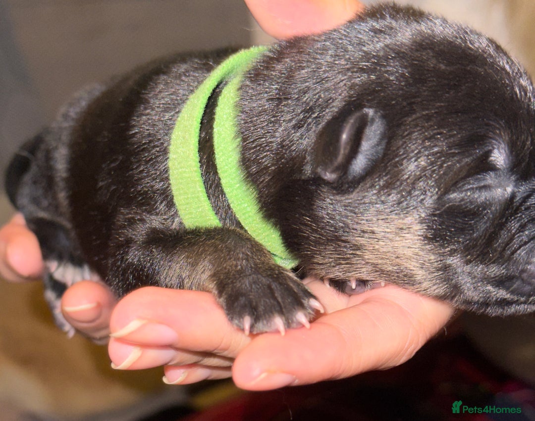 Mixed Breed dogs for sale: Belgian malinois x German Shepherd puppies  - Advert 17