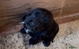 Cockapoo dogs for sale: Cockapoo puppies - Image 16